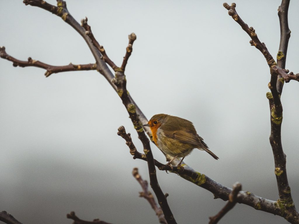Robin sat on branch